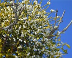 Ein schöner Anblick, eine Mistel mit vielen Beeren. Kein so schöner Anblick, wenn man weiß, dass Misteln Obstbäume massiv schädigen können.