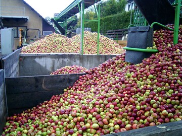 In der Mostobstsaison von ca. Anfang September bis ca. Ende Oktober liefern Streuobstbewirtschafter ihr Obst an.