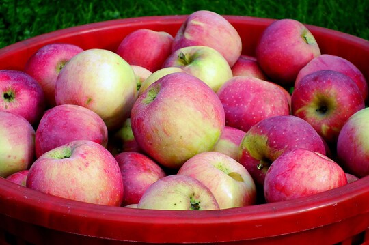 Mostobst aus Streuobstbestnden ist ein wertvoller Rohstoff, u.a. fr Keltereien.