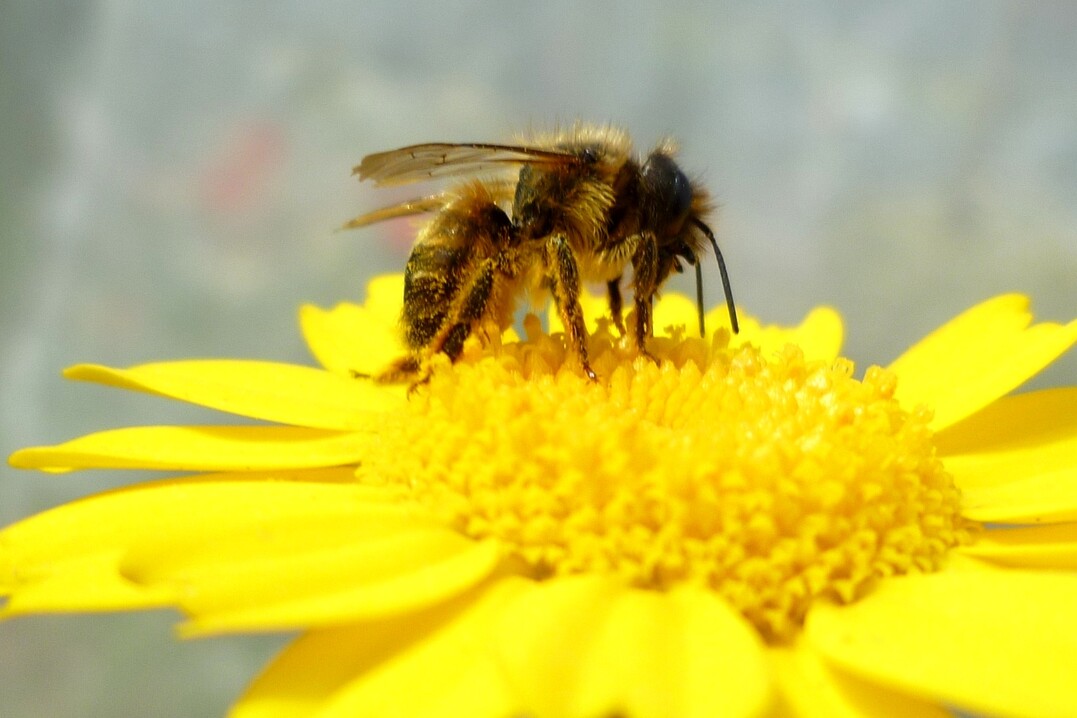 Drei Mauerbienenarten haben die Wissenschaftler untersucht. Hier zu sehen: die Rote Mauerbiene (Osmia bicornis).