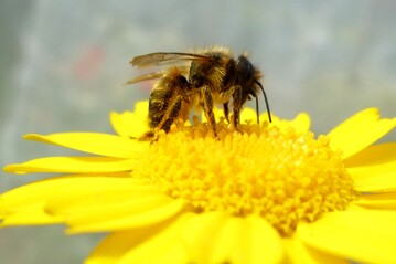 Drei Mauerbienenarten haben die Wissenschaftler untersucht. Hier zu sehen: die Rote Mauerbiene (Osmia bicornis). 
