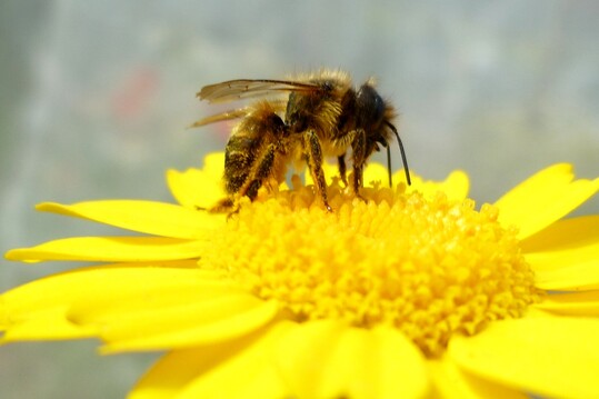 Drei Mauerbienenarten haben die Wissenschaftler untersucht. Hier zu sehen: die Rote Mauerbiene (Osmia bicornis).  