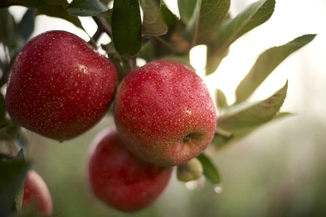  "Frulein" schmeckt knackig-krisp und ausgewogen s-suerlich 