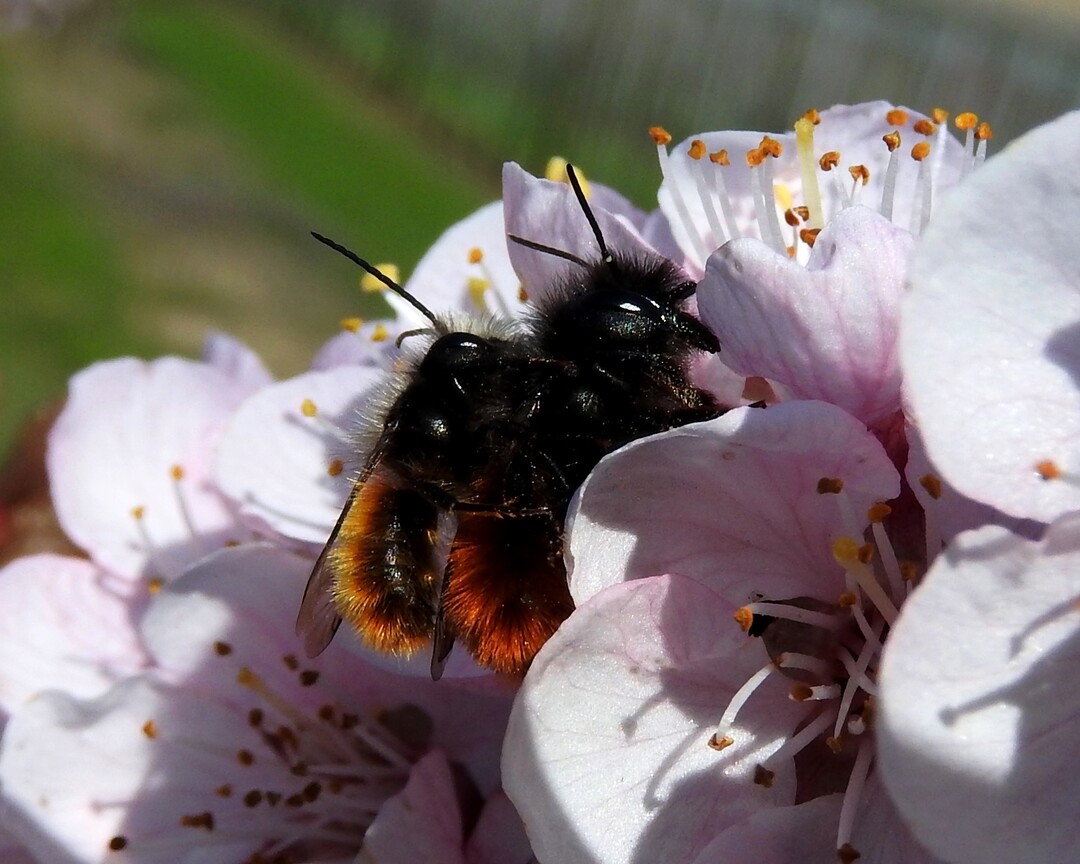 Die Gehörnte Mauerbiene (Osmia cornuta, hier auf einer Aprikosenblüte) gehört zu den schützenswerten Bestäuberinsekten.