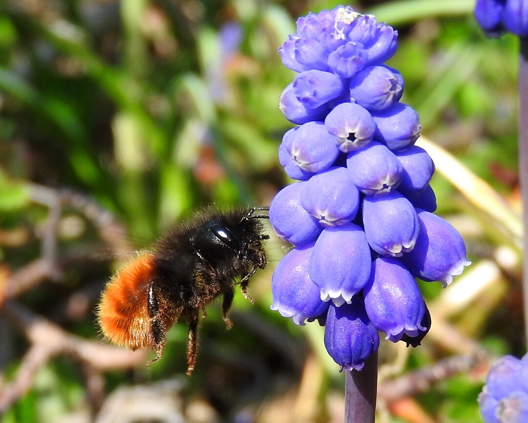Die Gehörnte Mauerbienen bestäubt Kirschblüten viel effizienter als Hummeln und Honigbienen