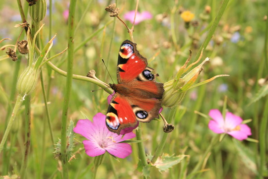 Der Deutsche Verband fr Landschaftspflege (DVL) verffentlicht aktualisierte Leitlinien zum Schutz unserer heimischen Insekten.