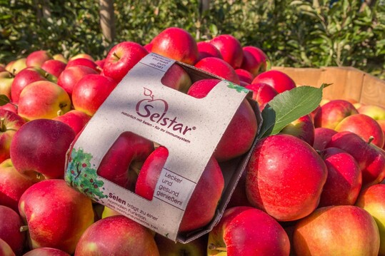Der Selen-Apfel wird von ausgewhlten Obstbaubetrieben im Alten Land angebaut.
