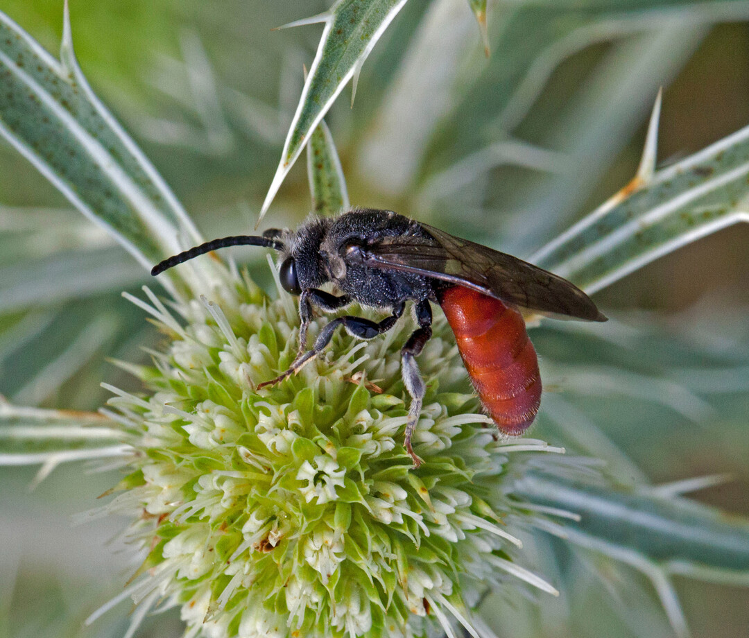 Ursachen für Insektensterben und Artenschwund sind auf Landschaftsebene zu finden