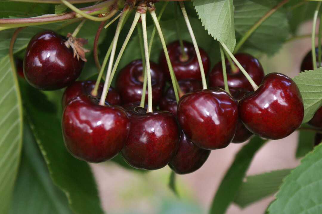 Kirschen schmecken nicht nur richtig lecker, sie sind auch noch kalorienarm