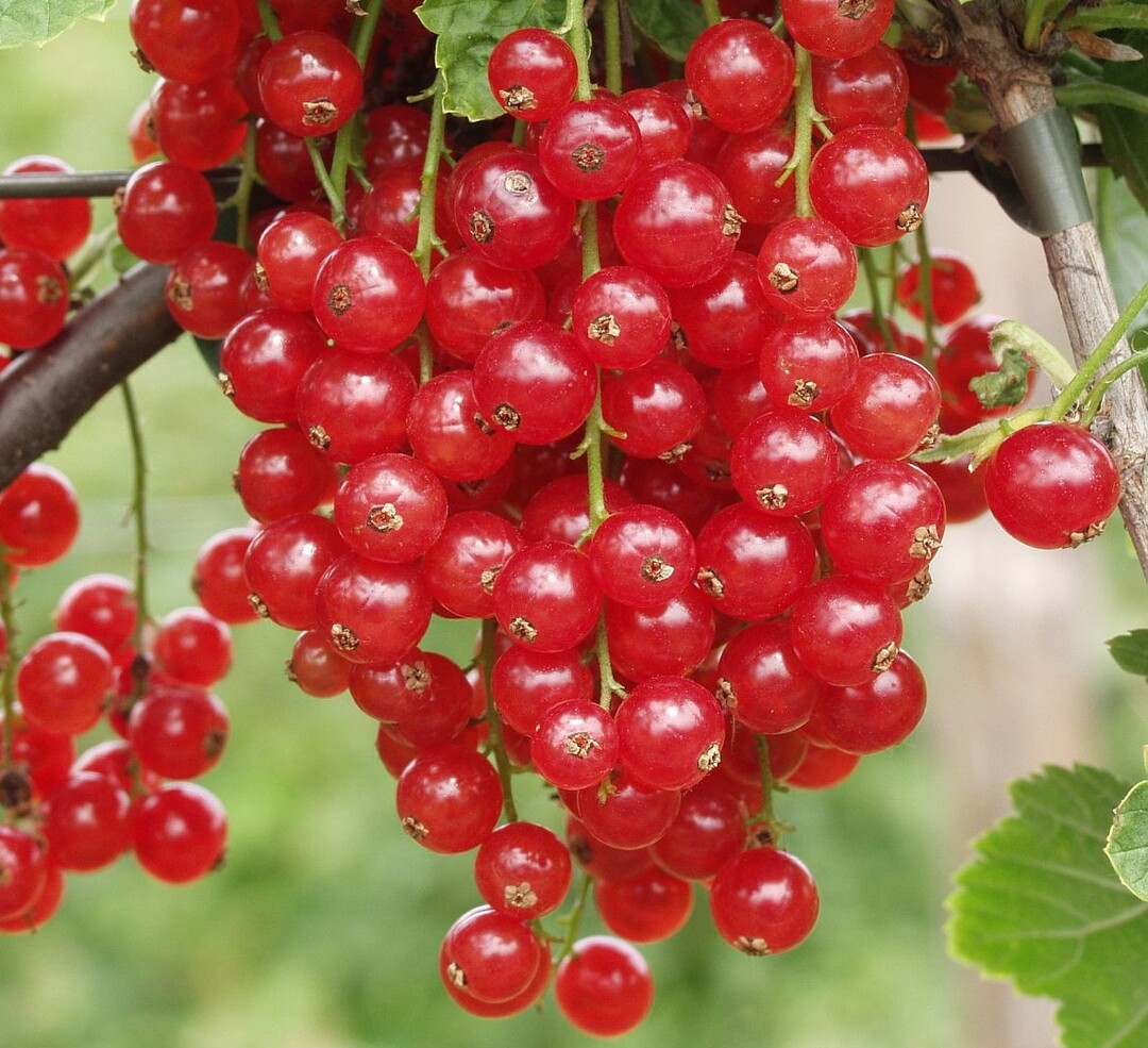 Johannisbeeren belegen Platz 3 mit 400 Gramm Pro-Kopf-Verbrauch.
