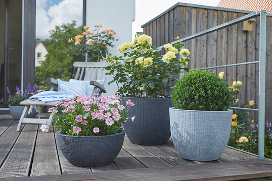 Die beliebte Indoor-Serie Corteza hat es vorgemacht, jetzt legt Scheurich mit dem Newcomer Barceo im Außenbereich nach: Natürliches Design ist im Trend – die aufwendige Oberflächenstruktur erinnert an Baumrinde und setzt authentische Akzente zwischen Blüh- und Grünpflanzen. Barceo besteht aus runden Pflanzgefäßen, Hochgefäßen, Schalen sowie Jardiniere und ist in den Farben Stony Black und Stony Grey erhältlich.
Natürlich nachhaltig: Scheurich fertigt die innovative Outdoor-Serie mit dem besonderen Finish aus Garduro, einem hochwertigen, recyclingfähigen Kunststoff mit einzigartiger 10-Jahres-Garantie und Made in Germany-Siegel. Im patentierten Kugelrotationsguss-Verfahren werden aus Garduro langlebige Pflanzgefäße hergestellt und auch Barceo ist damit Teil eines nachhaltigen Produktionskreislaufs.