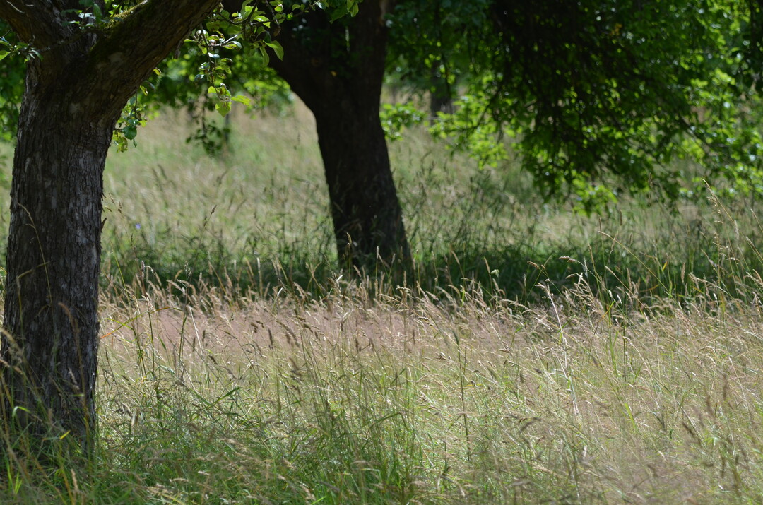 Die Stiftung Naturschutzfonds Baden-Württemberg stellt 1,4 Millionen Euro für Naturschutzprojekte bereit.