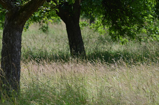 Durch heute bliche Verfahren zur Mahd landwirtschaftlicher Grnflchen wird ein Groteil der dort lebenden Insekten gettet.
