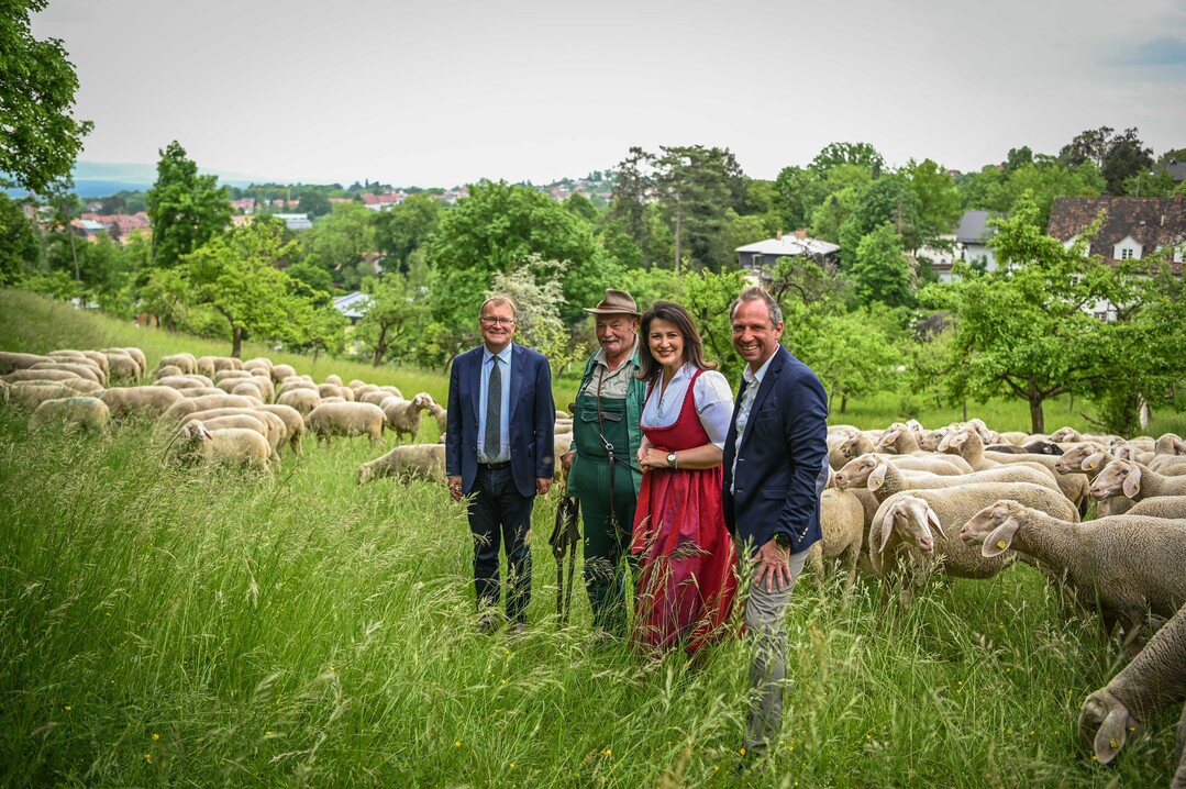 (v. l.) Bambergs Oberbürgermeister Andreas Starke, Schäfer Anton König, Agrarministerin Michaela Kaniber und Umweltminister Thorsten Glauber in einer Streuobstwiese.