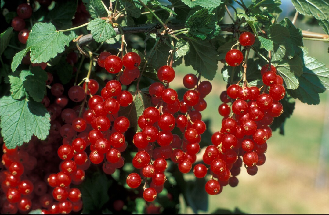 Die Erntemenge von Roten und Weien Johannesbeeren betrug im letzten Jahr 7185 Tonnen.