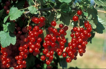 Die Erntemenge von Roten und Weien Johannesbeeren betrug im letzten Jahr 7185 Tonnen.