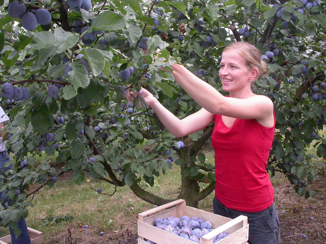 Mit geschätzt 3000 Tonnen erwartet der Schweizer Obstverband eine gute Zwetschgenernte.
