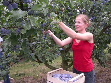 Mit geschtzt 3000 Tonnen erwartet der Schweizer Obstverband eine gute Zwetschgenernte.