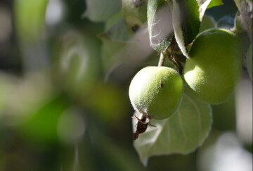 Sommer: Die pfel sind noch klein und unreif. Doch im Herbst lsst sich aus den reifen pfel kstlicher Most bereiten.