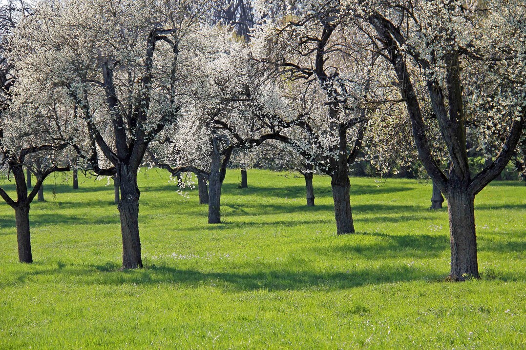Für den Tag der Streuobstwiese werden noch Gastgeberinnen und Gastgeber gesucht.