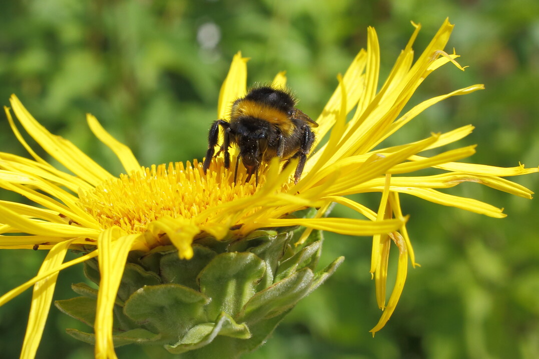 Ungefüllte Blüten bieten Honig- und Wildbienen reichlich Nahrung