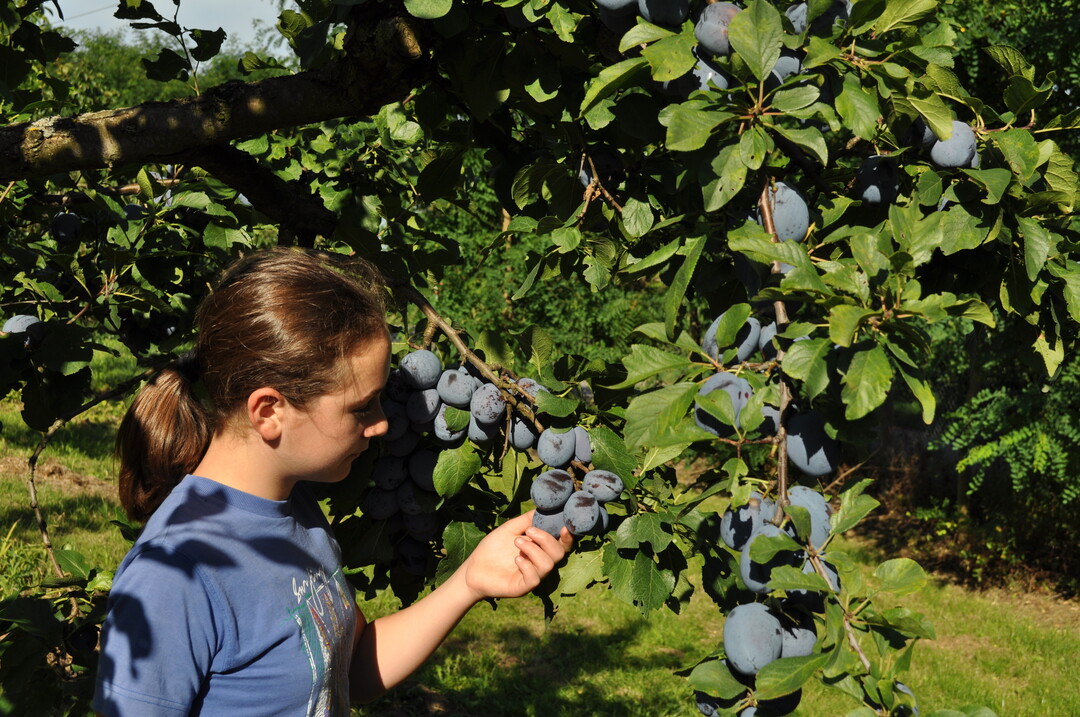 "Cacaks Schöne" ist eine der frühen Hauptsorten